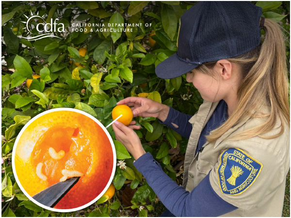 A California Department of Food and Agriculture employee inspecting fruit on a tree